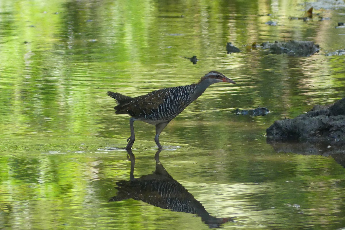 Buff-banded Rail - ML642956868