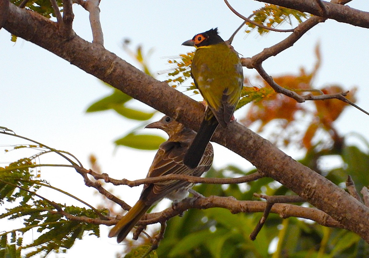 Australasian Figbird - ML642956869