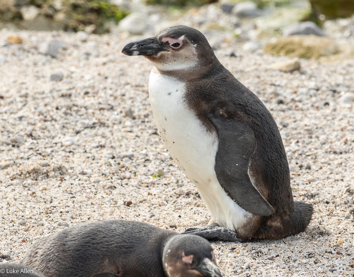African Penguin - ML642956870
