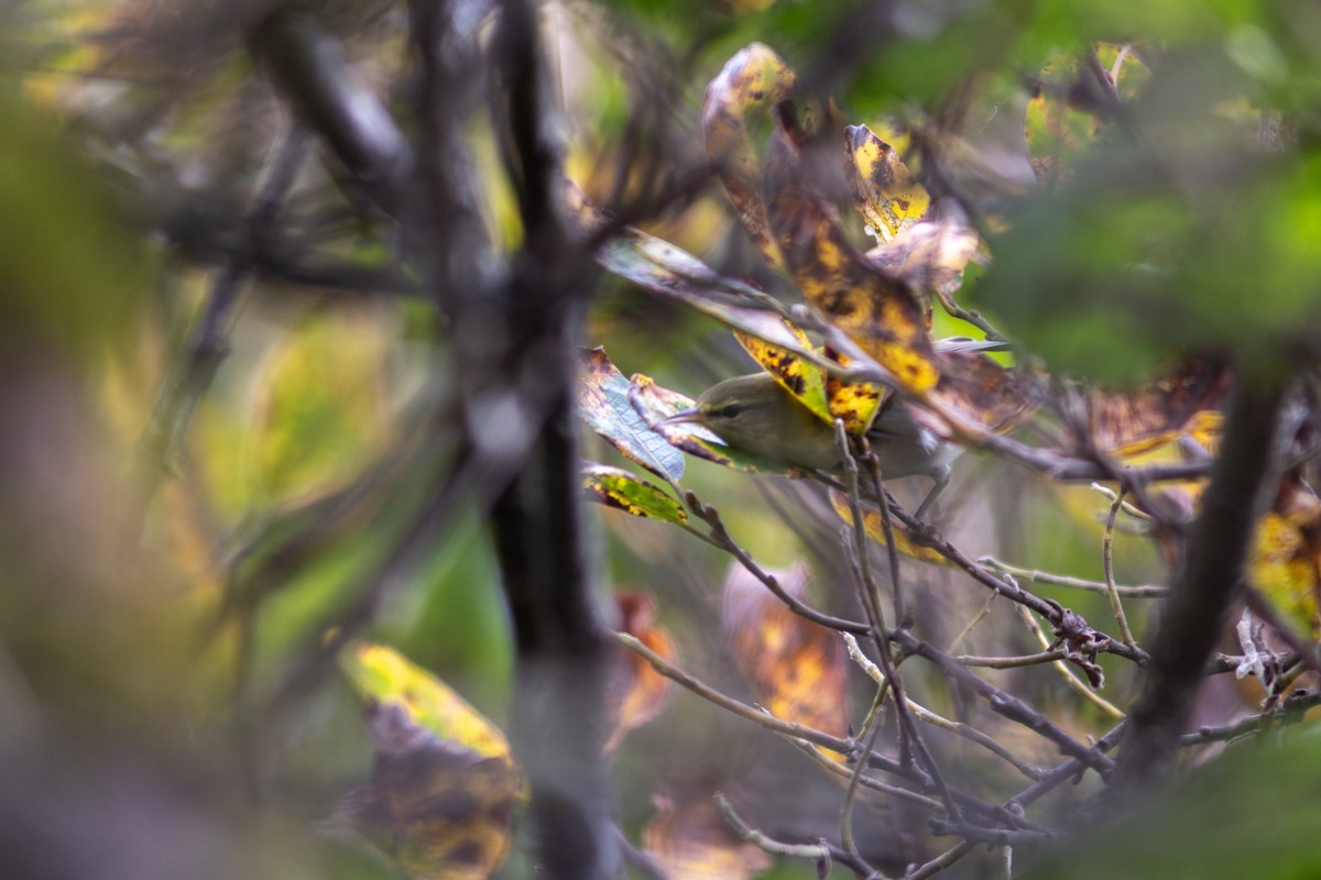 Tennessee Warbler - ML642956871