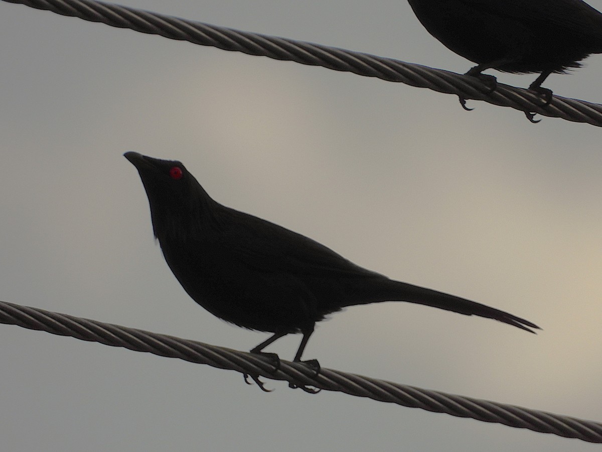 Metallic Starling - ML642956872