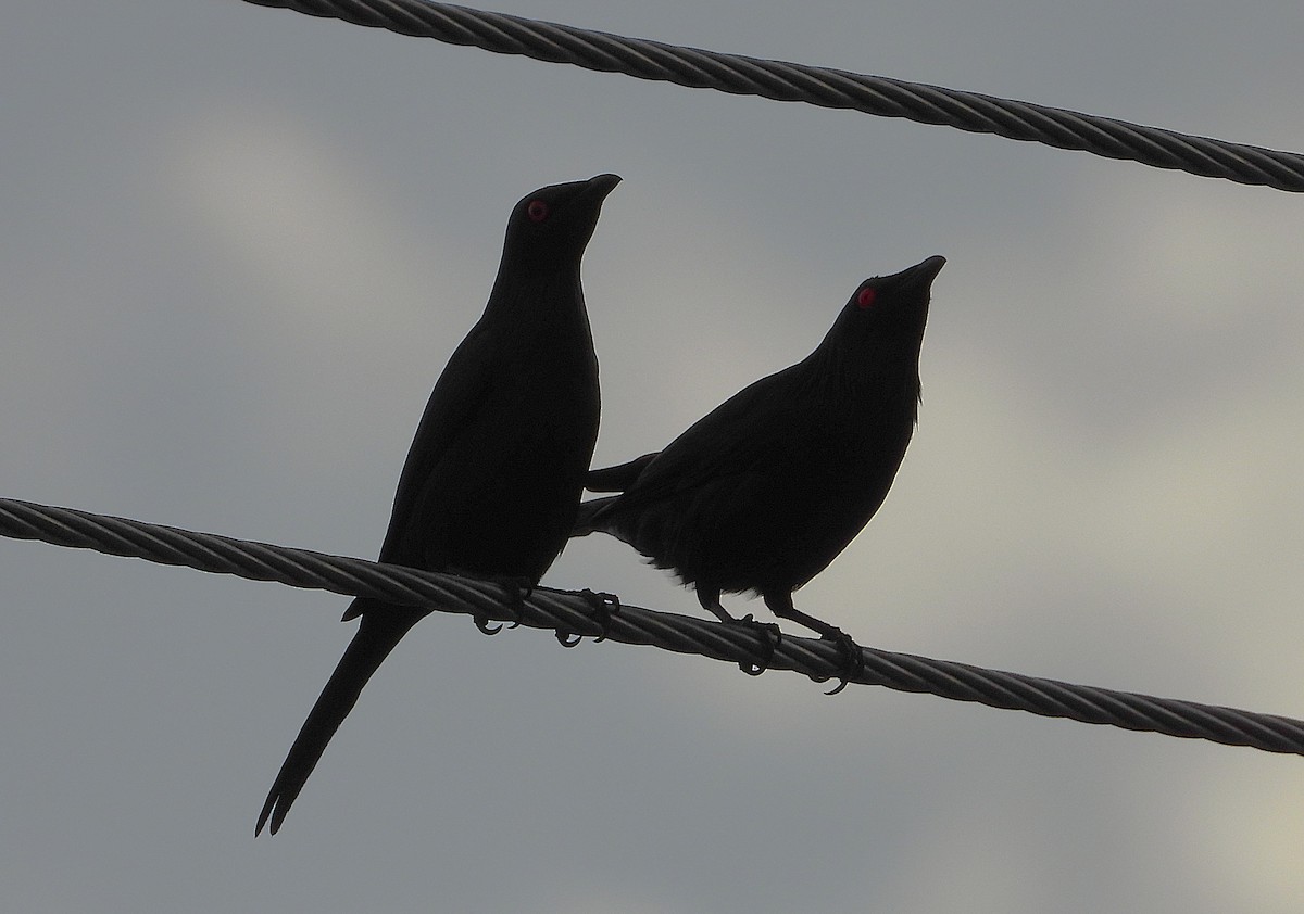 Metallic Starling - ML642956873
