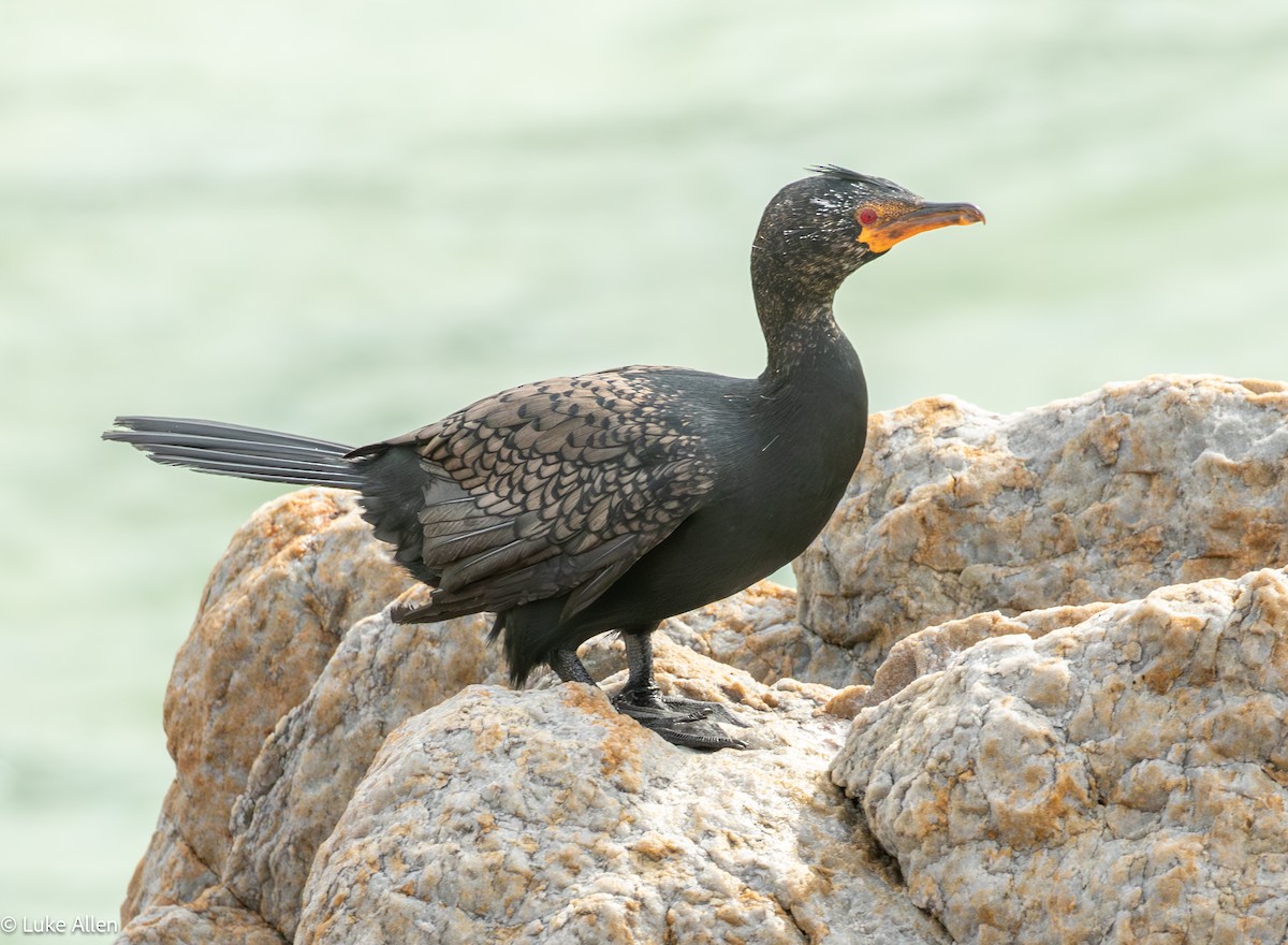 Crowned Cormorant - ML642956875