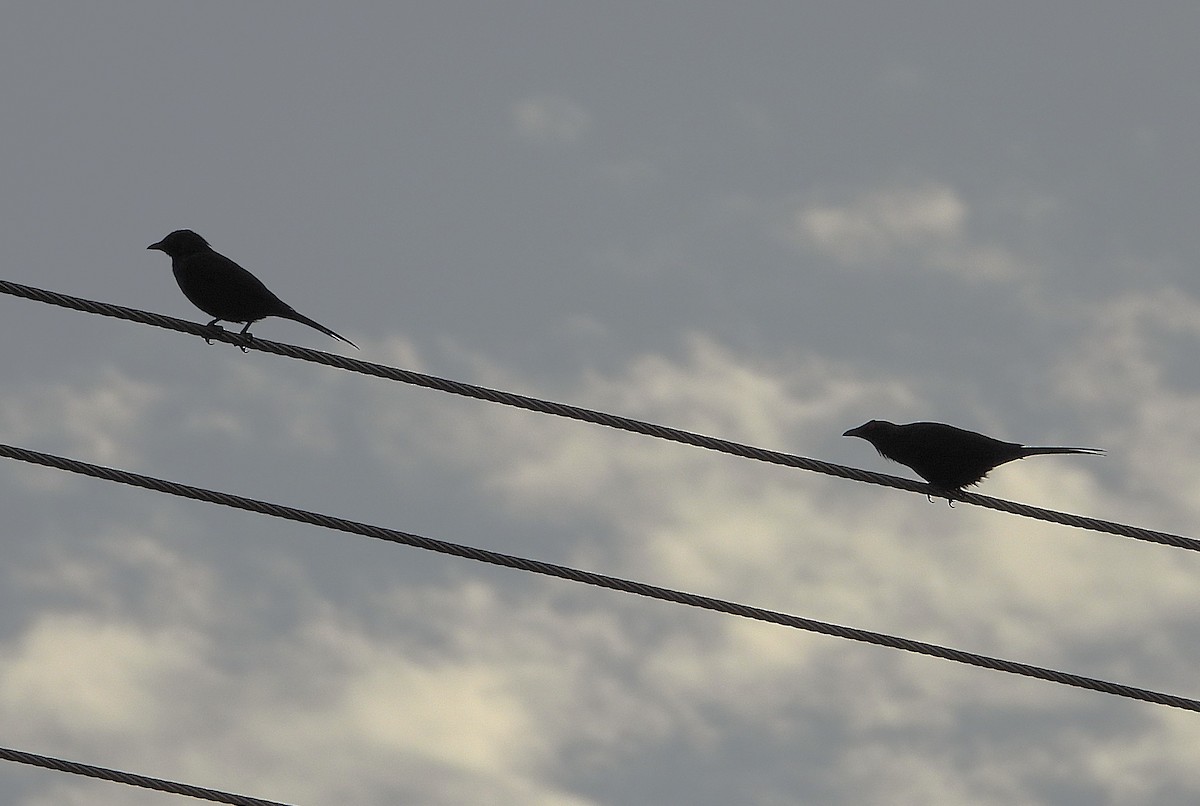 Metallic Starling - ML642956878