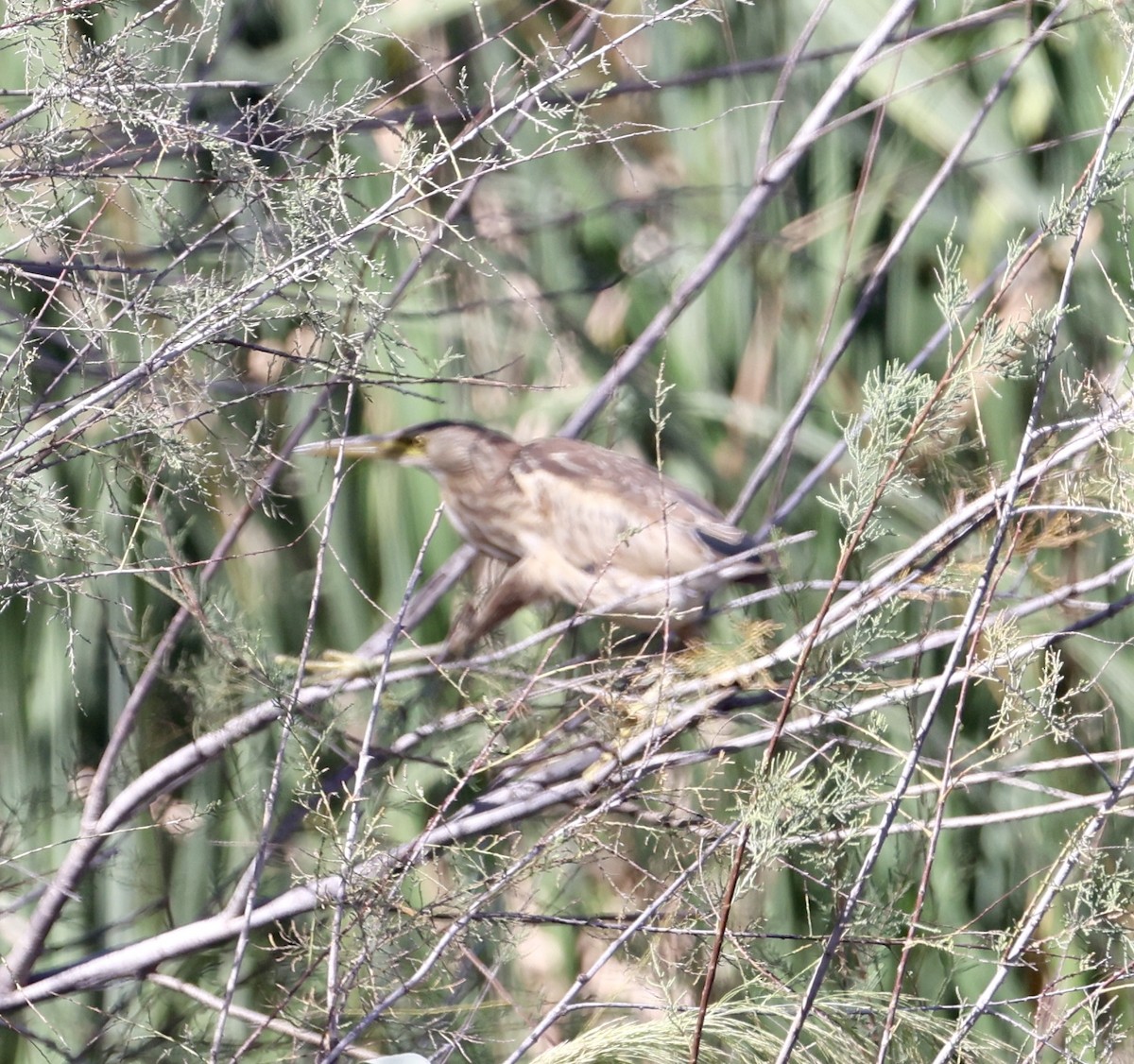 Amiltxori txiki eurasiarra - ML642956879