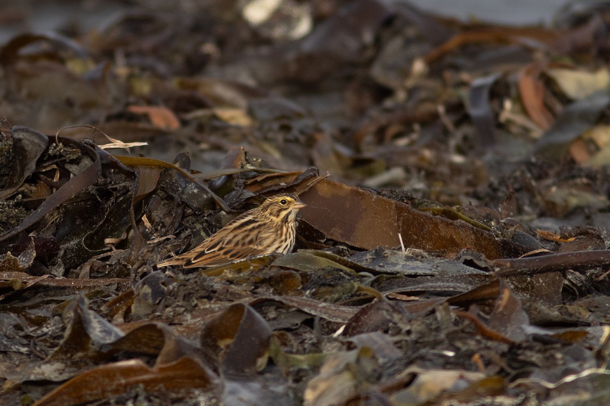 Savannah Sparrow - ML642956885