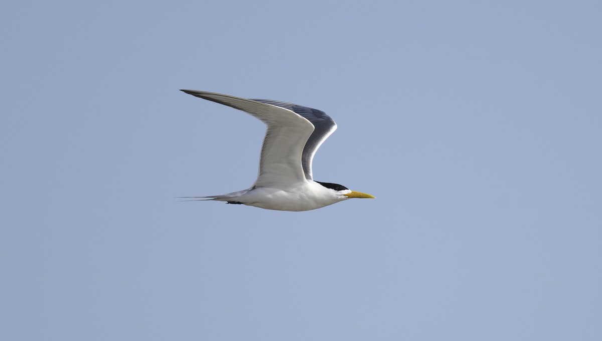 Great Crested Tern - Sunil Kini