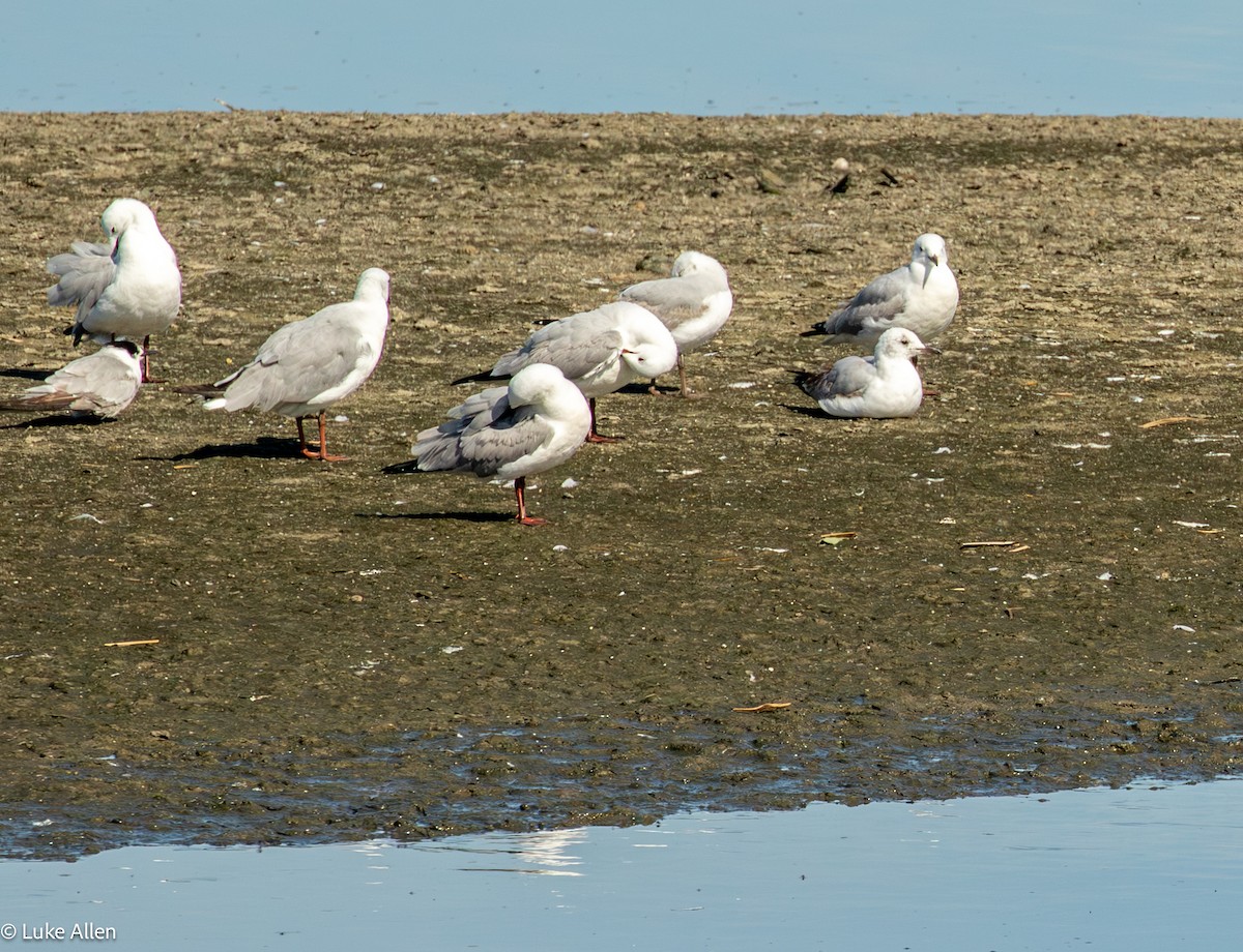 Hartlaub's Gull - ML642956923