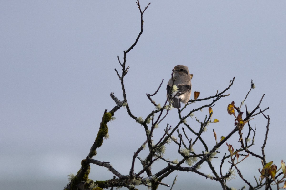 Northern Shrike - ML642956927