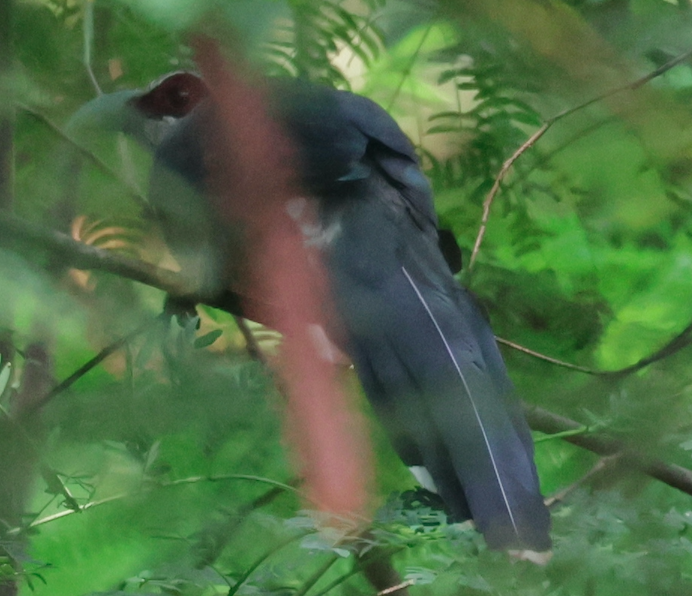 Green-billed Malkoha - ML642956937