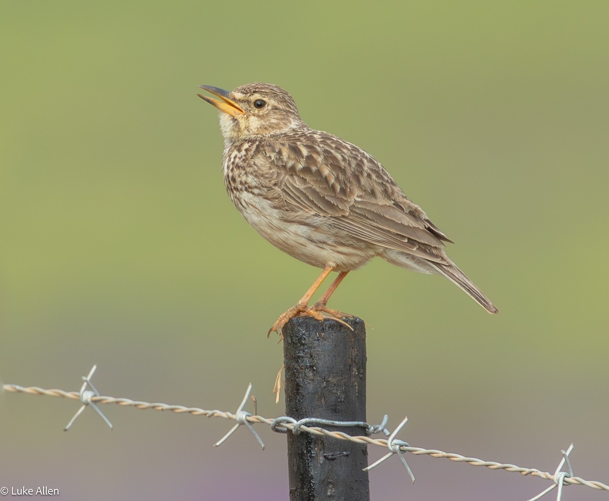 Large-billed Lark - ML642956941