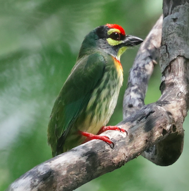 Coppersmith Barbet - ML642956947