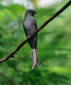 askedrongo - ML642956952
