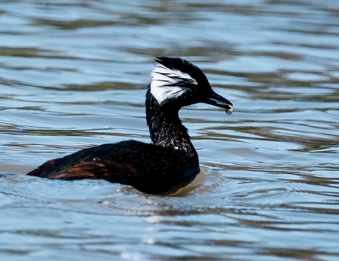 White-tufted Grebe - ML642956960