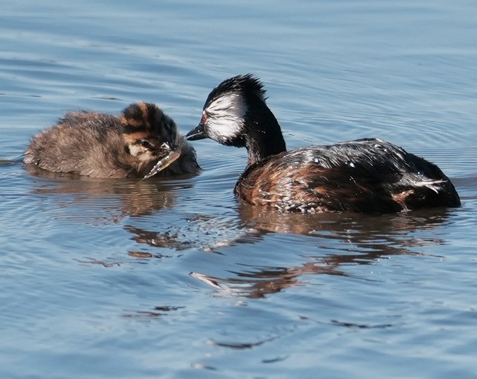 White-tufted Grebe - ML642956961