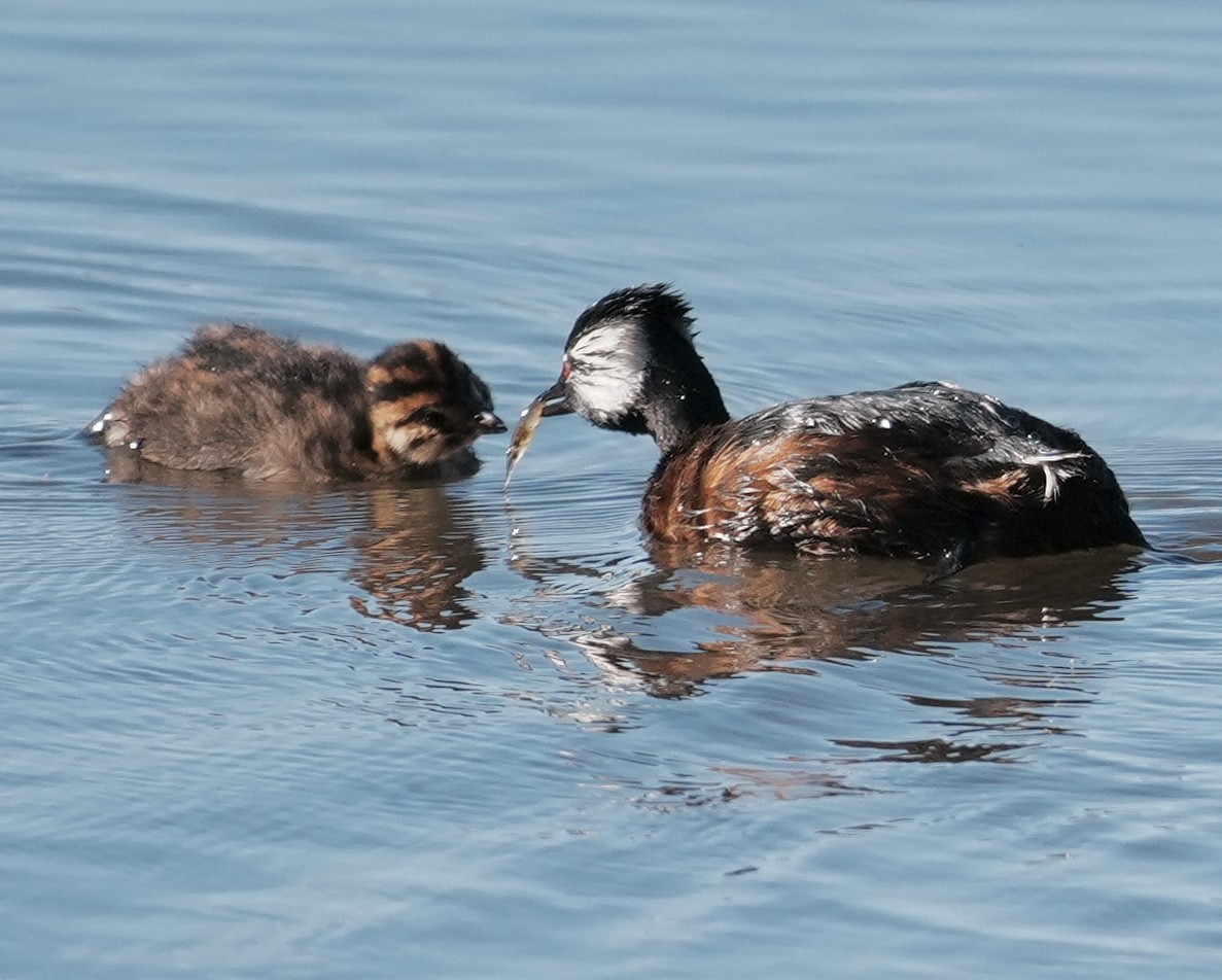 White-tufted Grebe - ML642956962