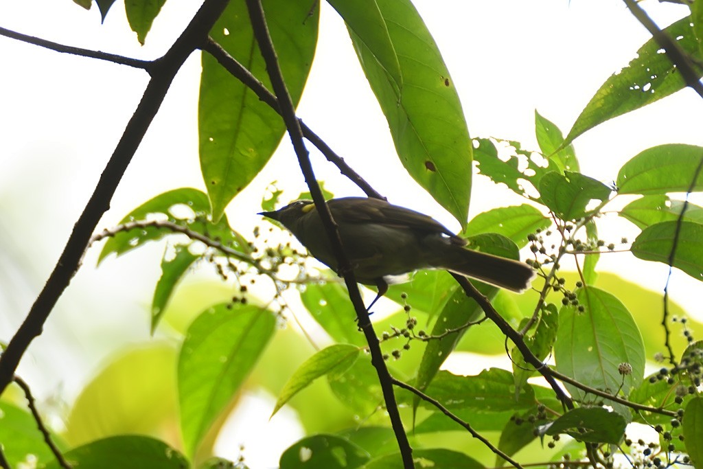 Puff-backed Honeyeater - ML642956968