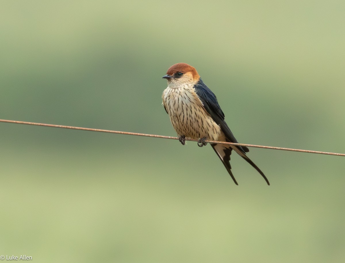 Greater Striped Swallow - ML642956970