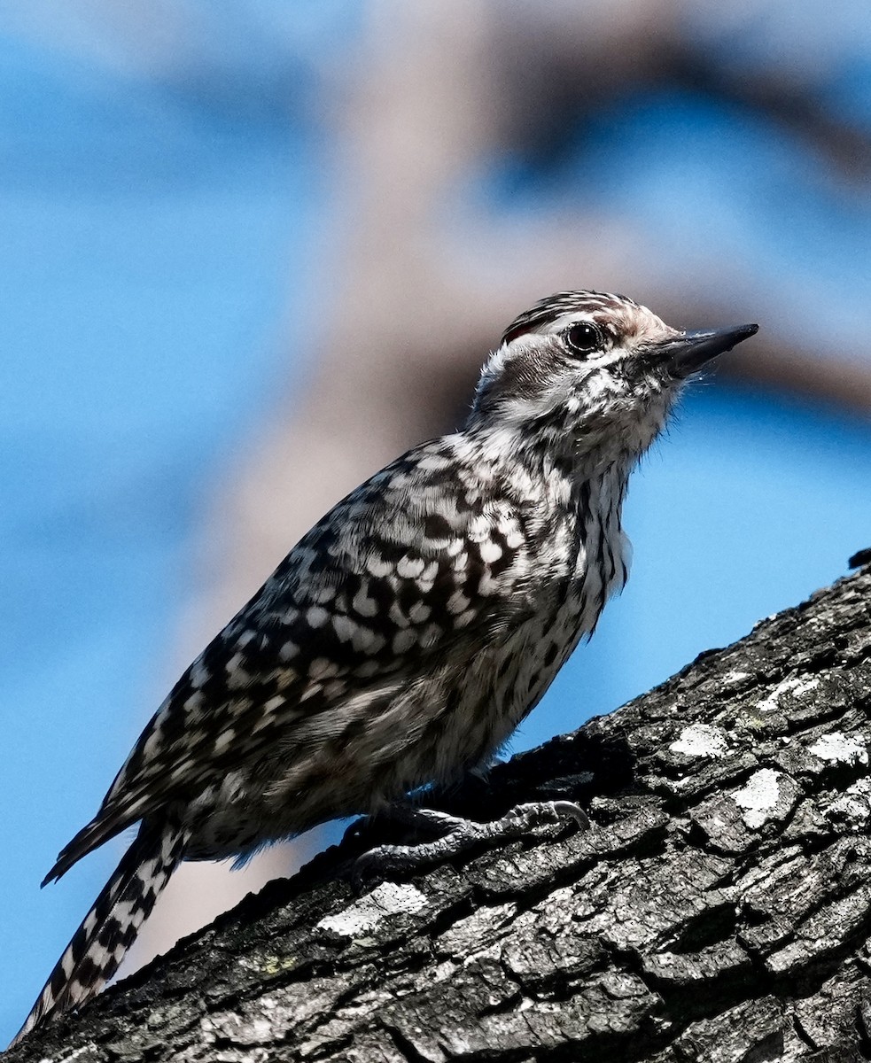 Checkered Woodpecker - ML642956977