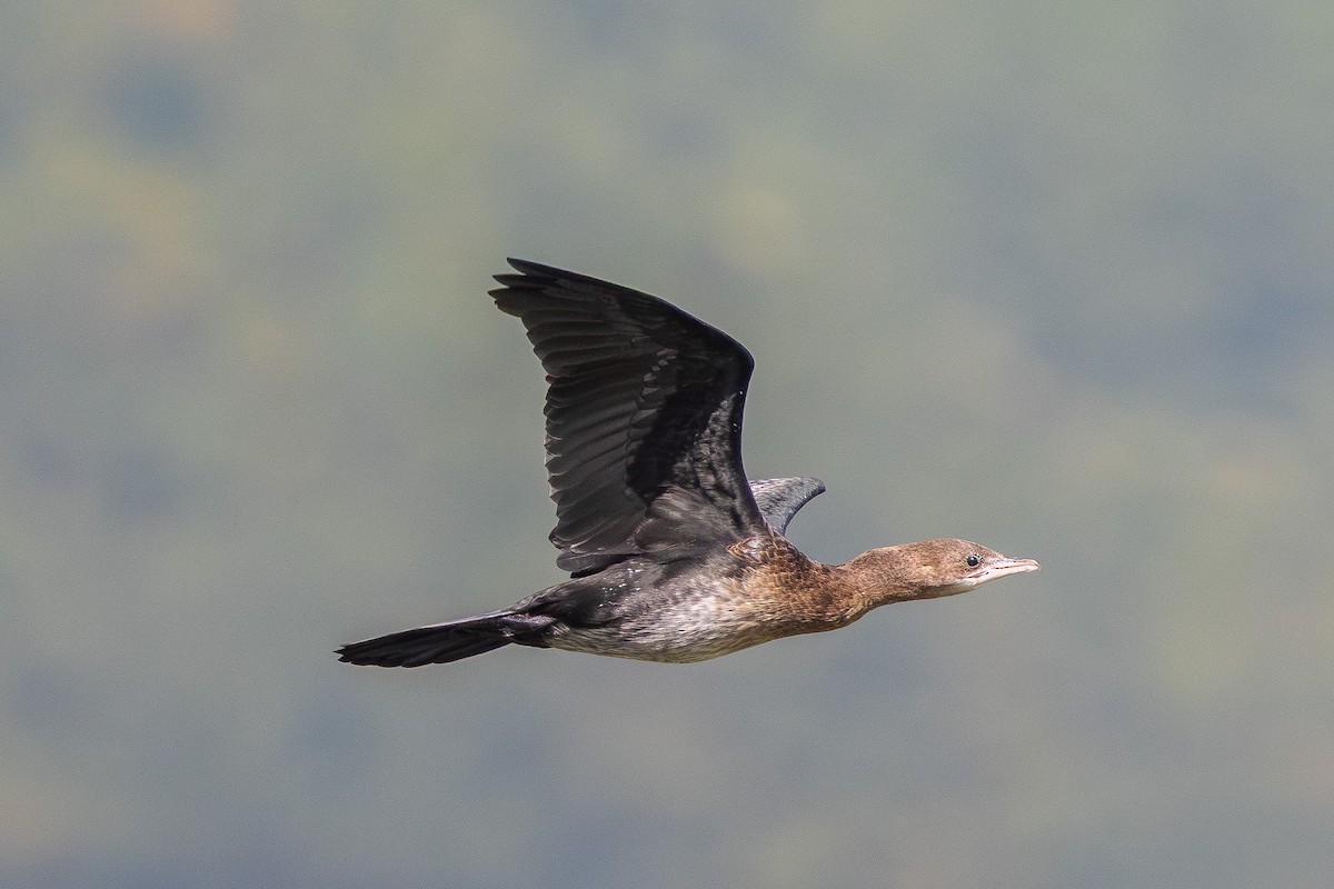 Pygmy Cormorant - ML642956978