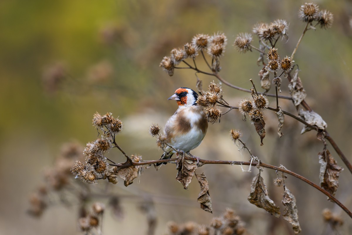 European Goldfinch - ML642956984