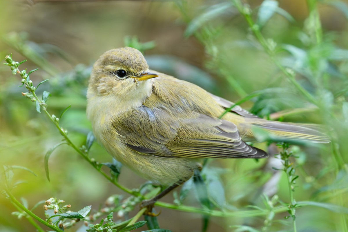 Common Chiffchaff - ML642956996
