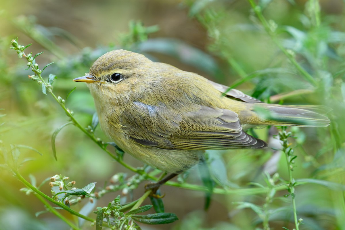 Common Chiffchaff - ML642956997