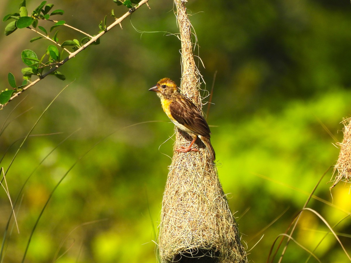 Baya Weaver - ML642957030