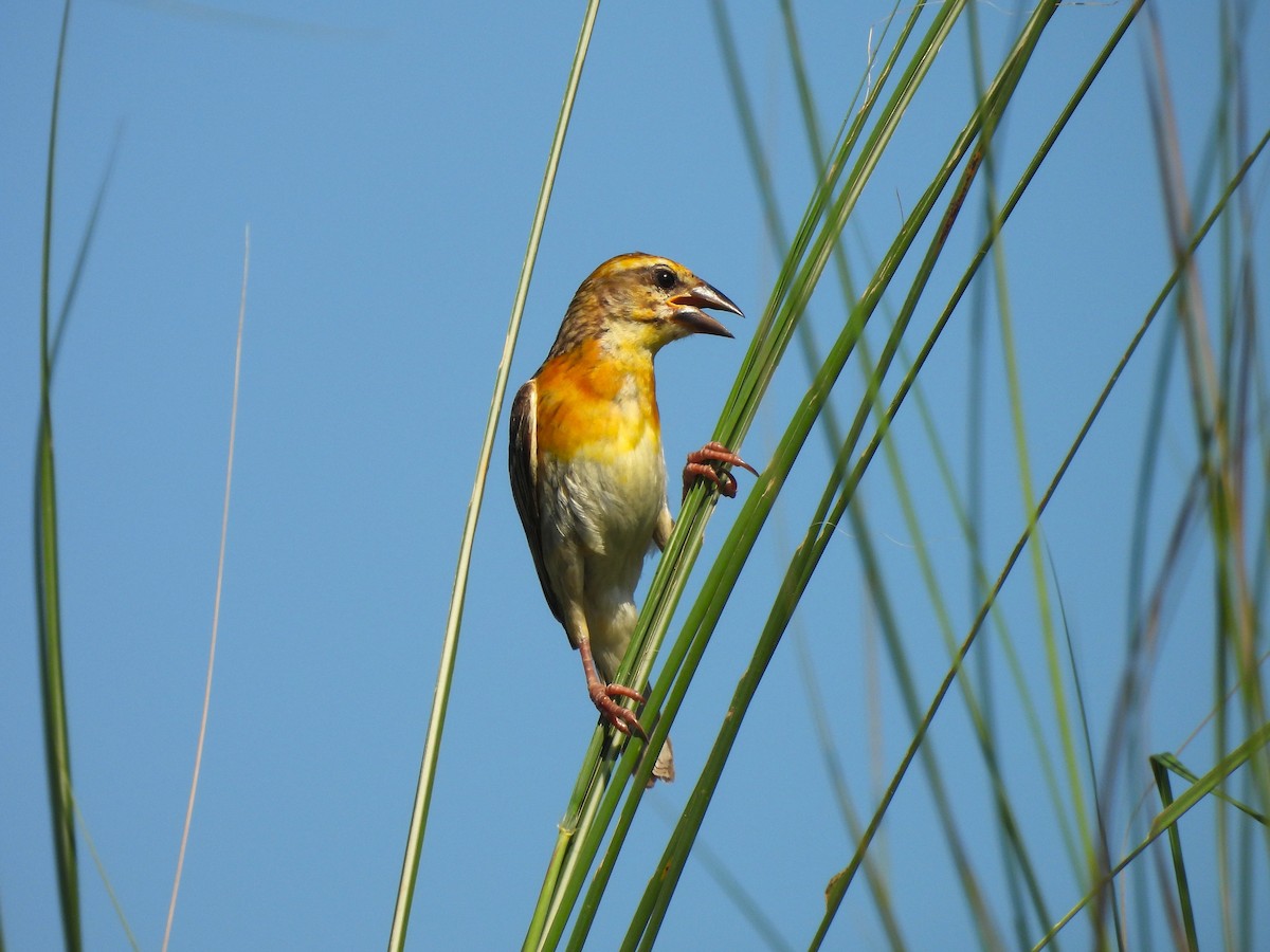 Baya Weaver - ML642957031