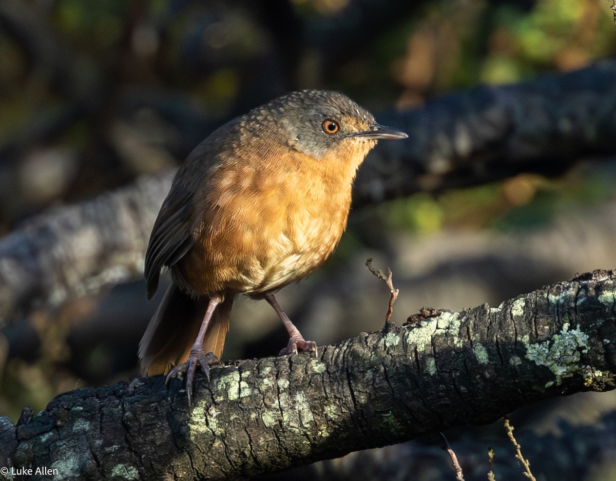 Victorin's Warbler - ML642957035