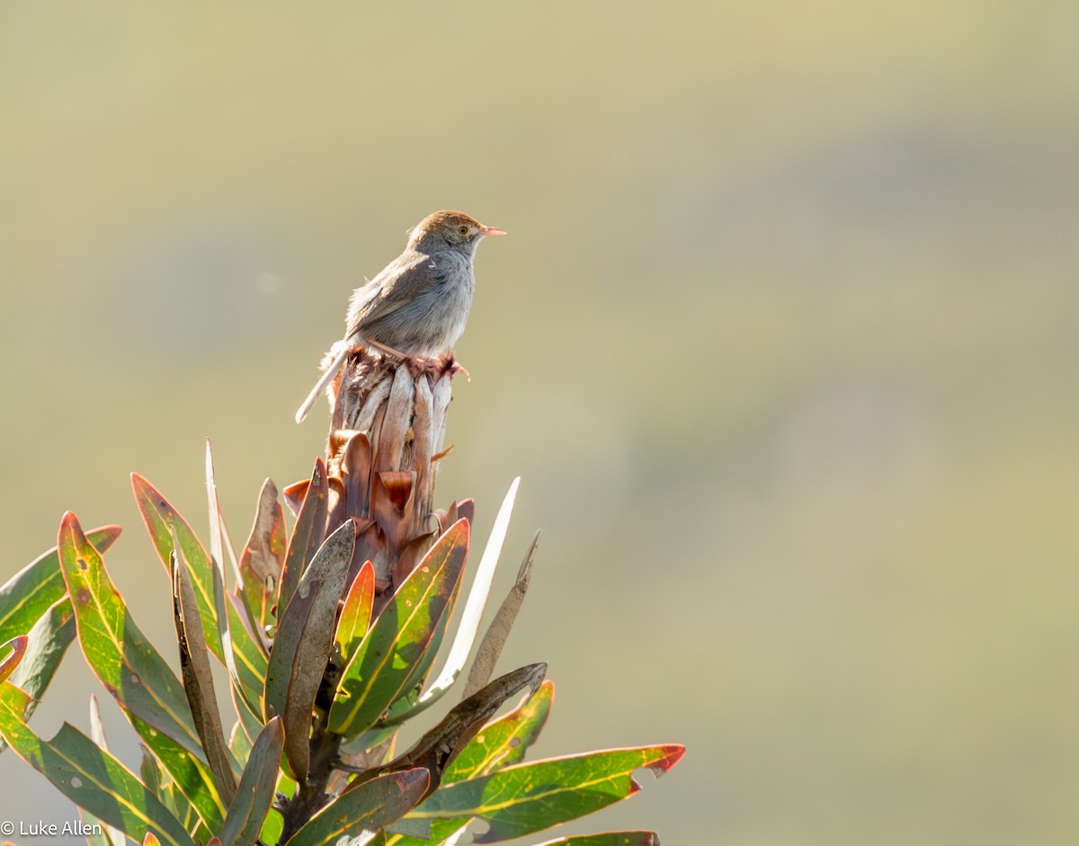 Piping Cisticola - ML642957041