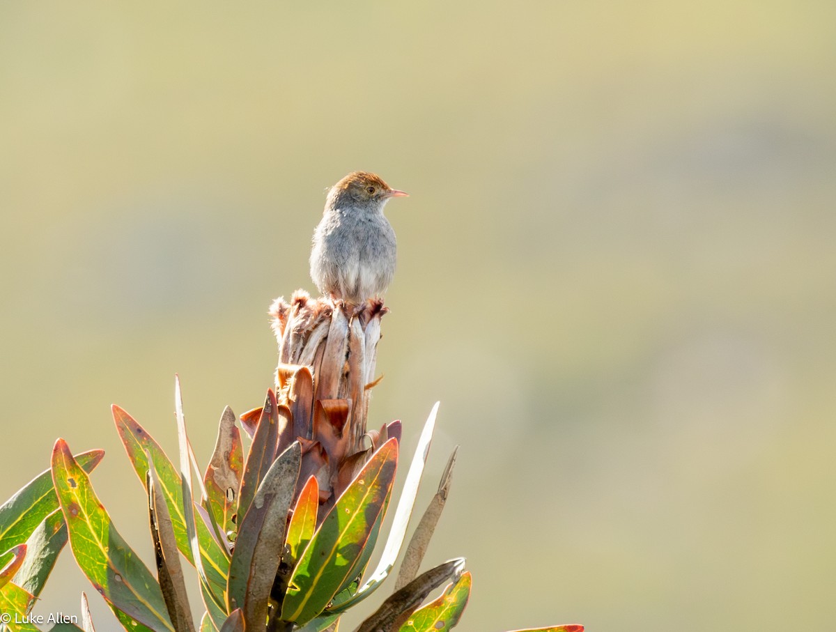 Piping Cisticola - ML642957043