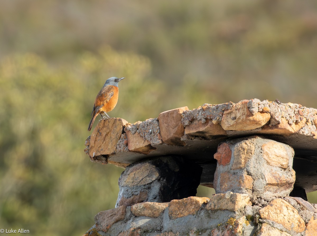 Cape Rock-Thrush - ML642957050
