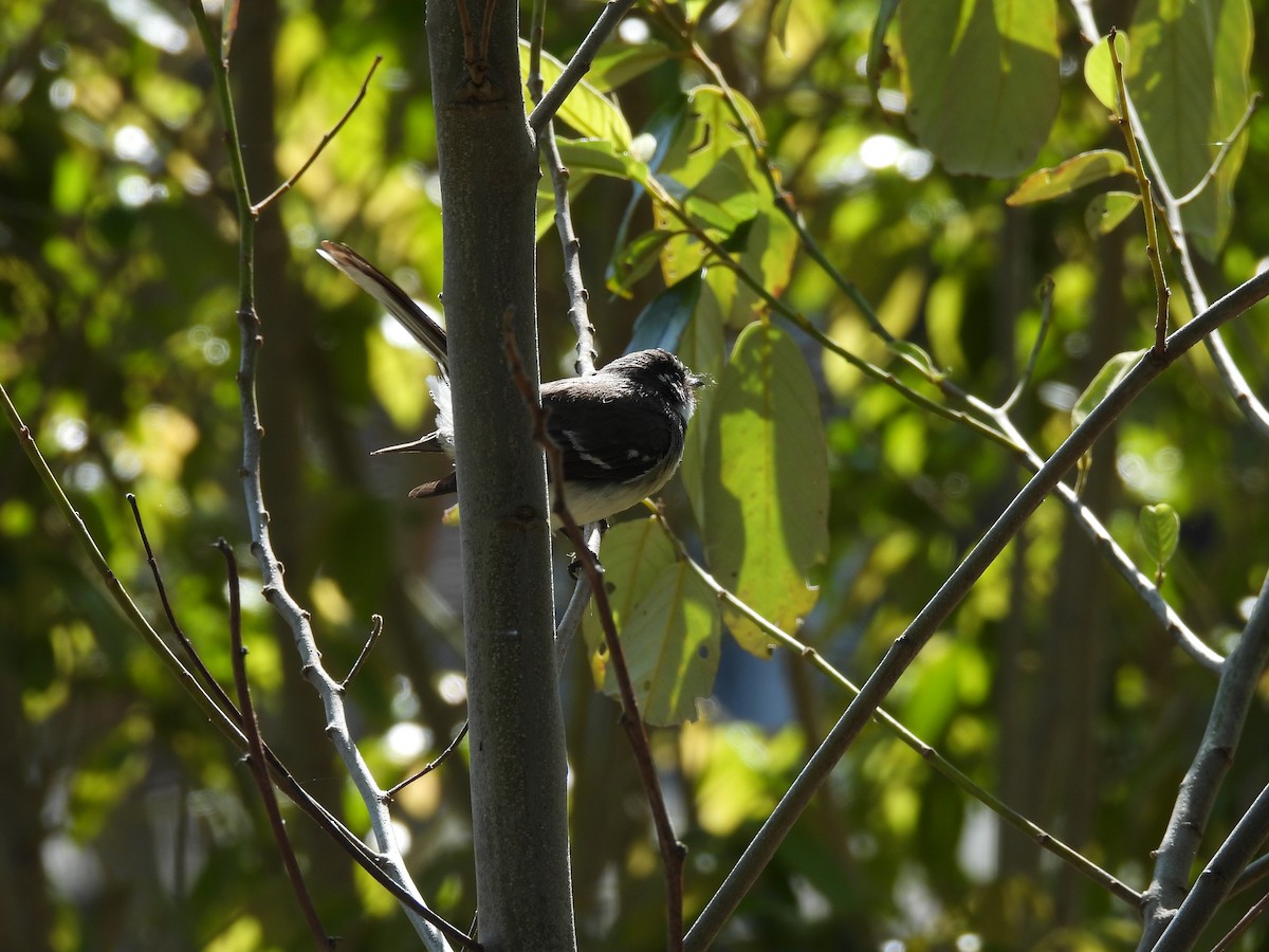 Gray Fantail (alisteri) - ML642957073