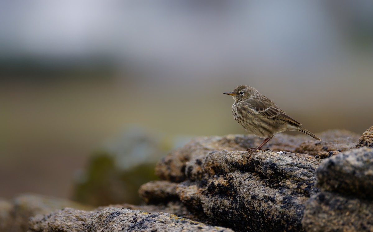 Rock Pipit - ML642957074