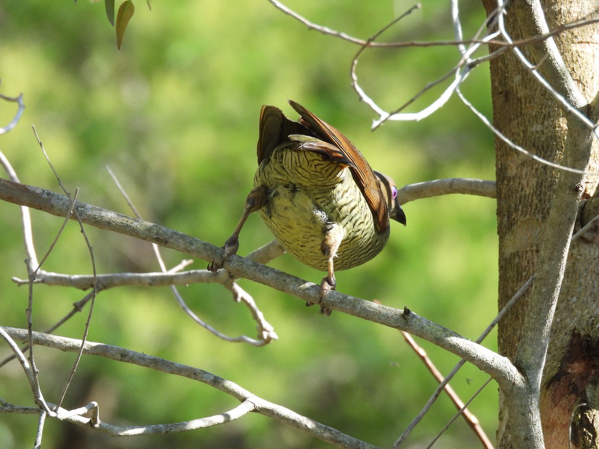 Satin Bowerbird - ML642957076