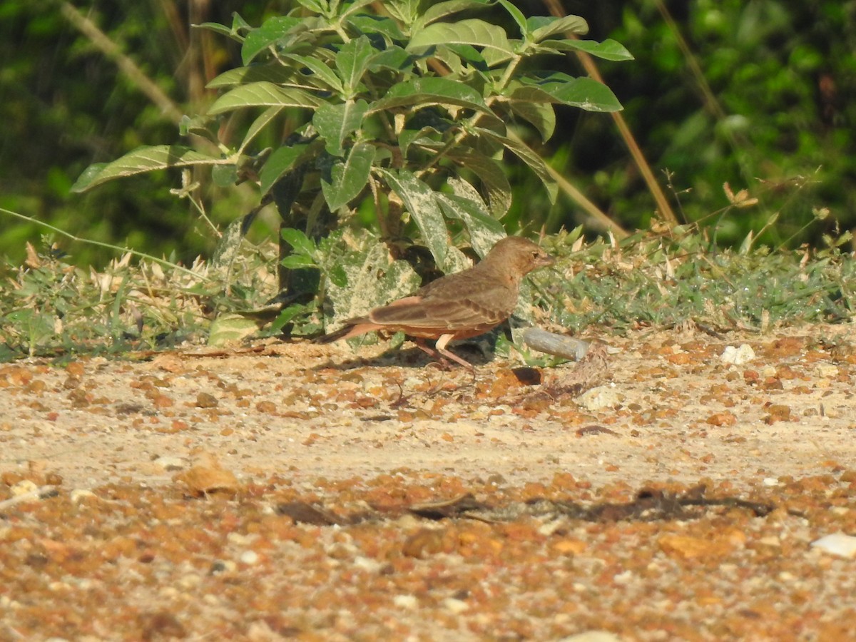 Rufous-tailed Lark - ML642957087