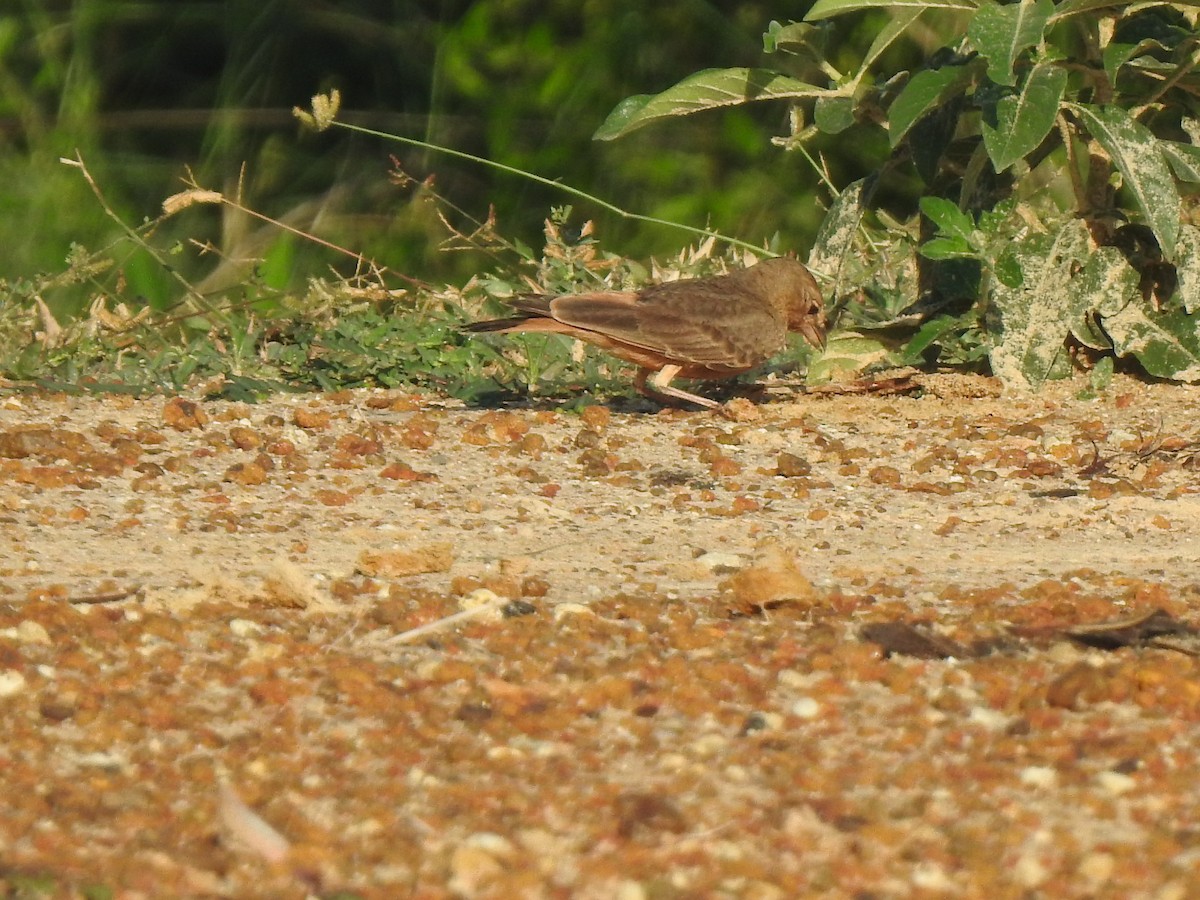 Rufous-tailed Lark - ML642957088
