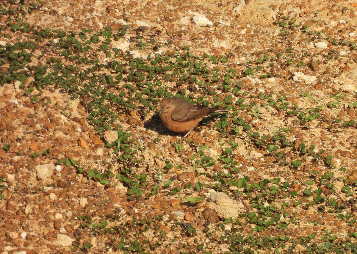 Rufous-tailed Lark - ML642957094