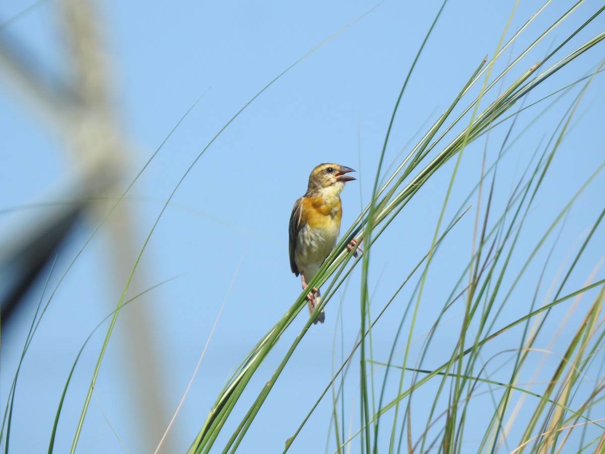 Baya Weaver - ML642957096