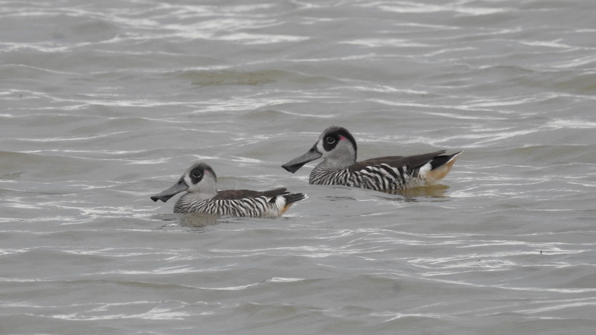 Pink-eared Duck - ML642957097