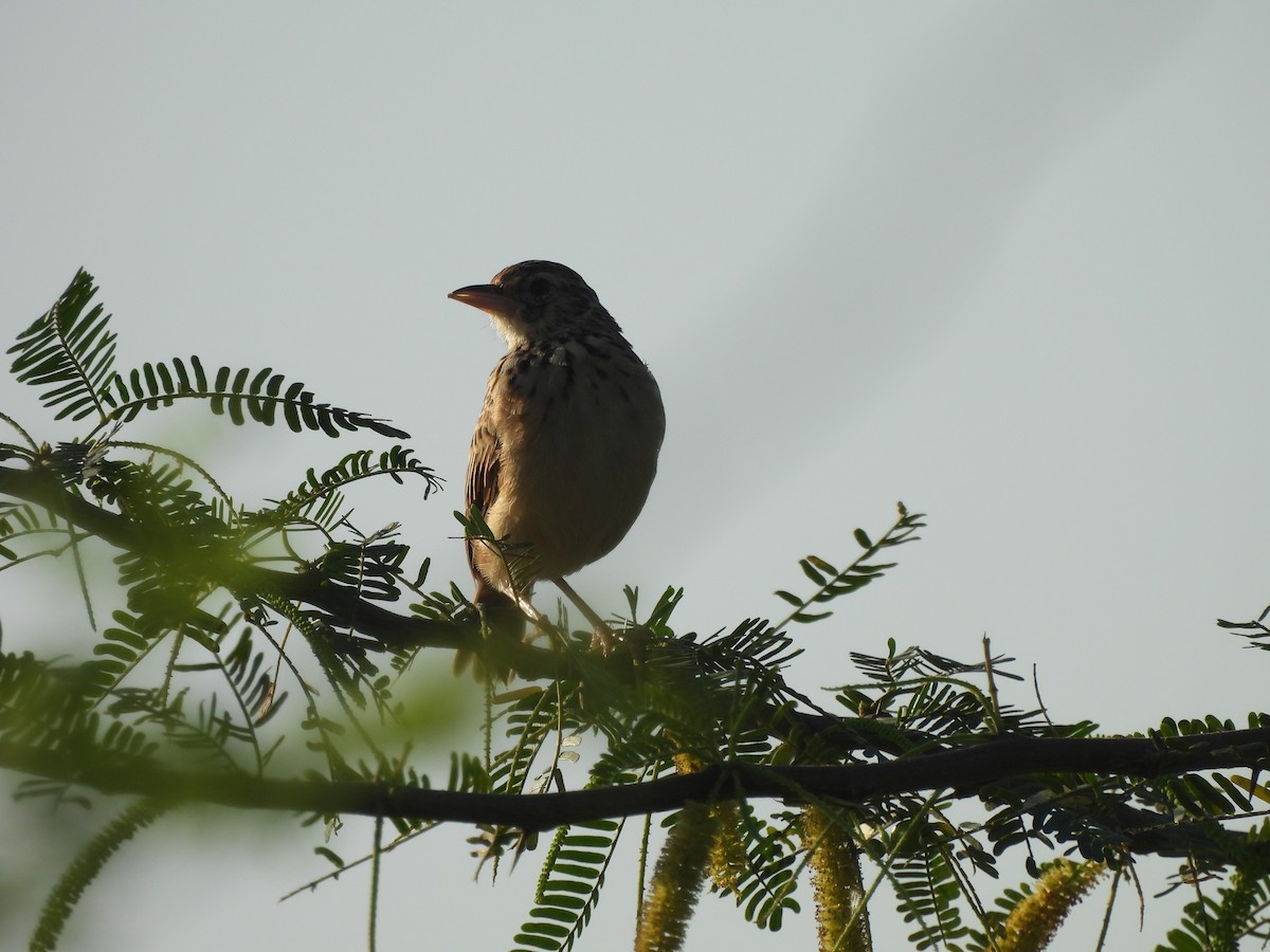 Jerdon's Bushlark - ML642957099