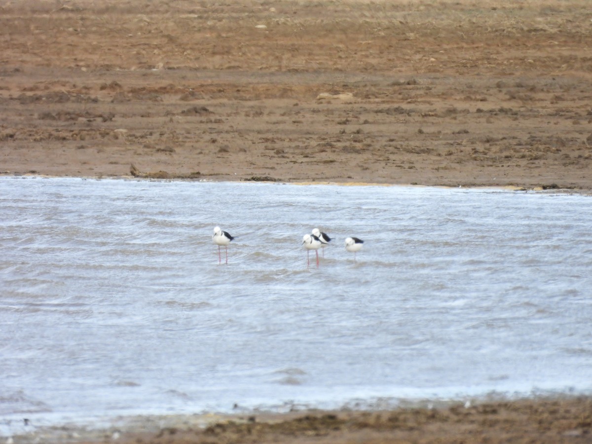 黑領高蹺鴴 - ML642957112