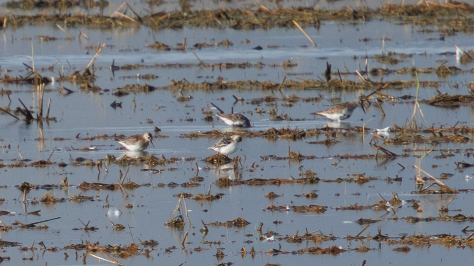 Baird's Sandpiper - ML642957117