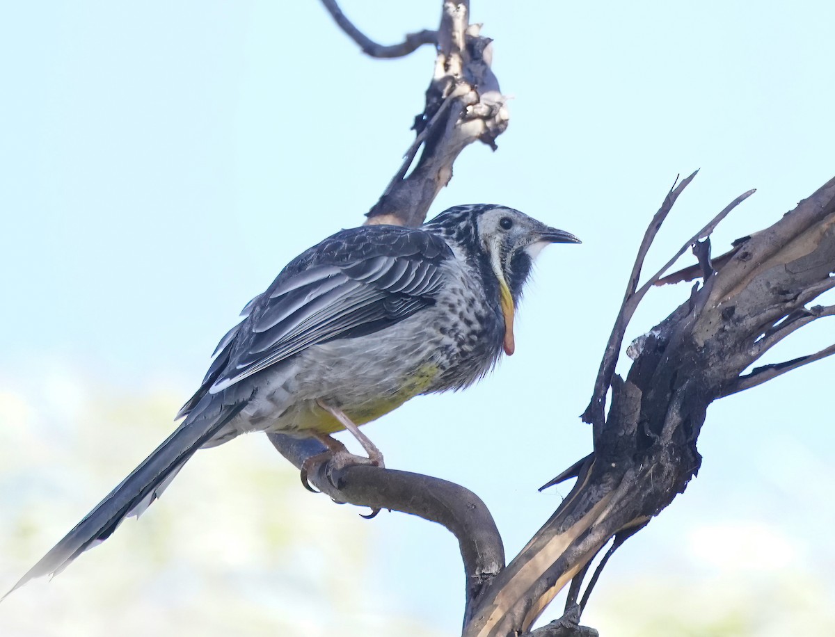Yellow Wattlebird - ML642957151