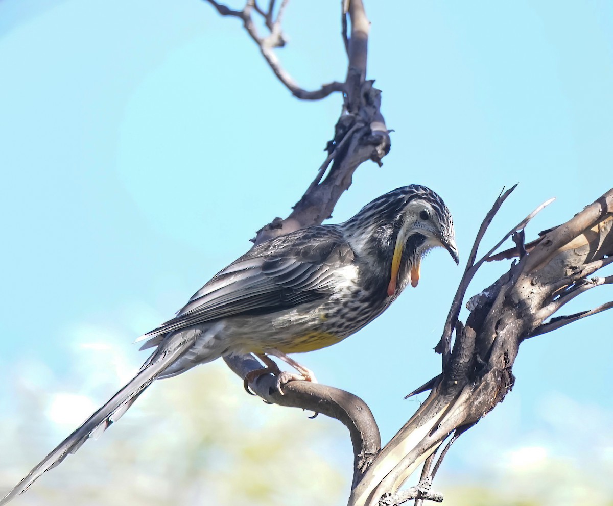 Yellow Wattlebird - ML642957152