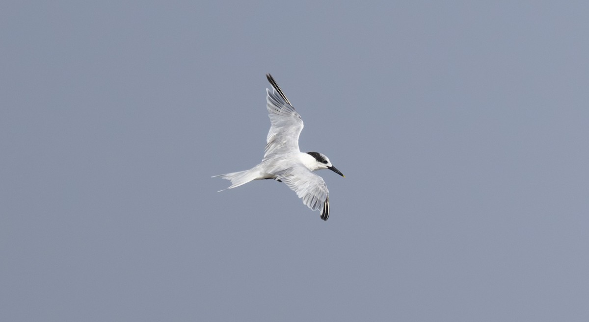 splitterne - ML642957169