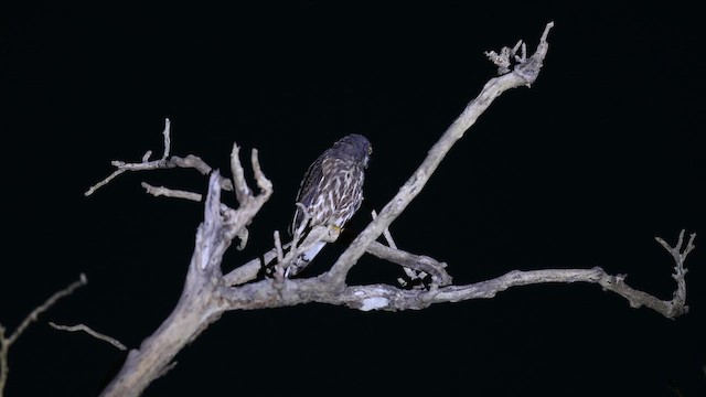 sovka severní - ML642957184