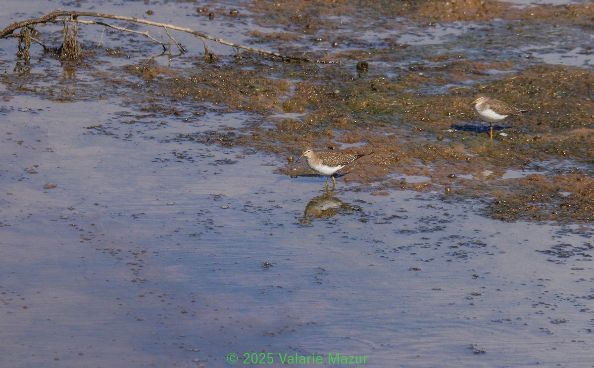 eremittsnipe - ML642957185