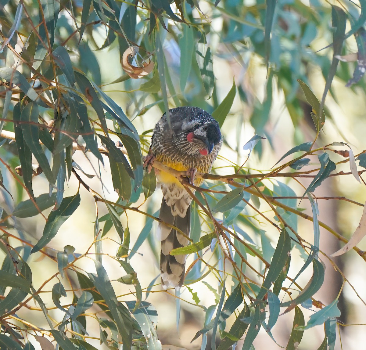 Red Wattlebird - ML642957193